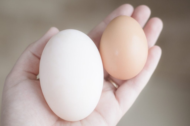 Trứng vịt có nhiều năng lượng hơn trứng gà
